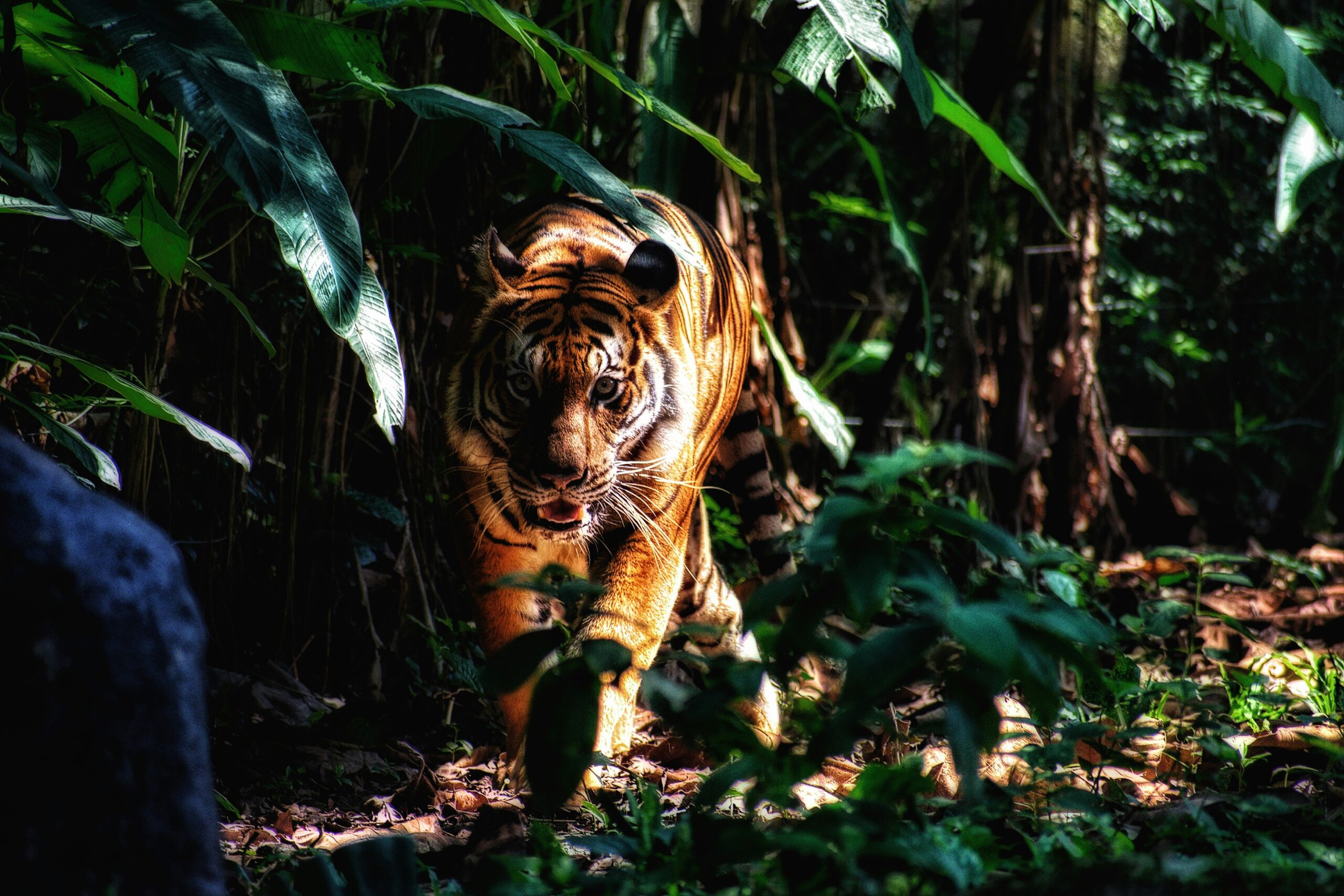 Tame Your Inner Tiger: Lead with Calm and Clarity